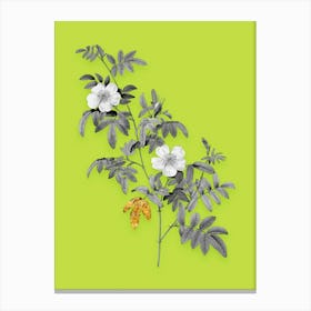 Vintage Musk Rose Black and White Gold Leaf Floral Art on Chartreuse n.1136 Canvas Print