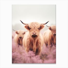 Blush Pink Portrait Of Three Highland Cows Canvas Print