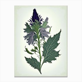 Pennyroyal Leaf Vintage Botanical 1 Canvas Print