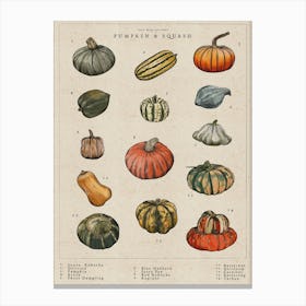 Pumpkin & Squash Illustrated Garden Art Print Canvas Print