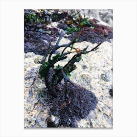 Seaweed Canvas Print