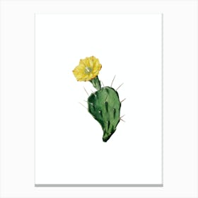 Vintage One Spined Opuntia Flower Botanical Illustration on Pure White n.0305 Canvas Print