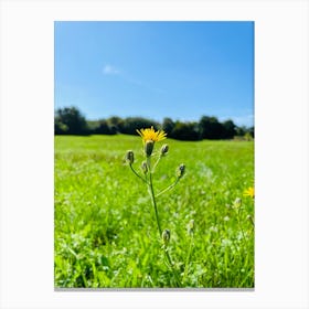 Dandelion Canvas Print