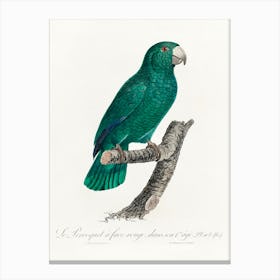 The Cuban Amazon From Natural History Of Parrots, Francois Levaillant Canvas Print