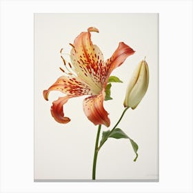 Pressed Flower Botanical Art Gloriosa Lily 1 Canvas Print