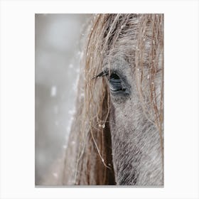 Snowy Horse Canvas Print