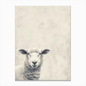 Sheep On A Wall Canvas Print