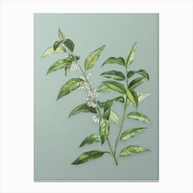 Vintage Andromeda Acuminata Bloom Botanical Art on Mint Green n.0347 Canvas Print
