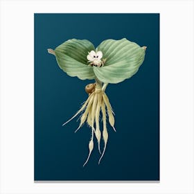 Vintage Sand Ginger Botanical Art on Teal Blue n.0374 Canvas Print