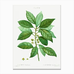 Laurus Borbonia, Pierre Joseph Redoute Canvas Print