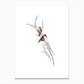 Vintage Slender Billed Spine Bill Bird Illustration on Pure White Canvas Print