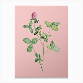 Vintage Pink Clover Botanical on Soft Pink n.0089 Canvas Print