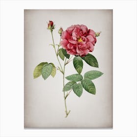 Vintage French Rose Botanical on Parchment n.0941 Canvas Print