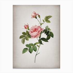 Vintage Pink Rose Turbine Botanical on Parchment Canvas Print