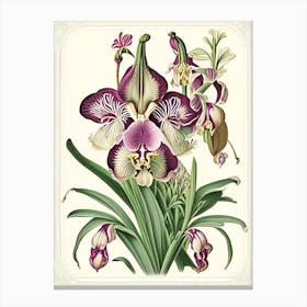Orchid 1 Floral Botanical Vintage Poster Flower Canvas Print