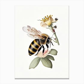 Pollinator Bee 5 Vintage Canvas Print