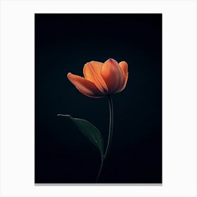 Single Tulip 1 Canvas Print