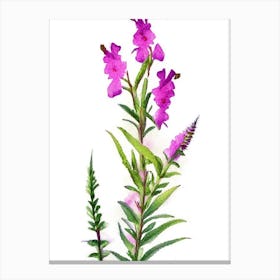Obedient Plant Wildflower Watercolour Canvas Print