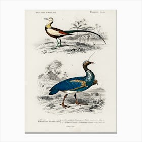 Different Types Of Birds, Charles Dessalines D'Orbigny 20 Canvas Print