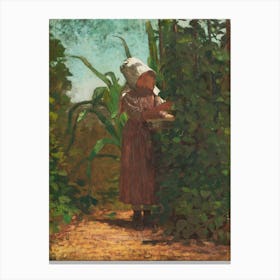 The Bean Picker, Winslow Homer Canvas Print