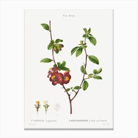 Flowering Quince, Pierre Joseph Redoute Canvas Print