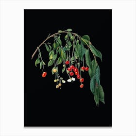 Vintage Visciola Cherries Botanical Illustration on Solid Black n.0663 Canvas Print