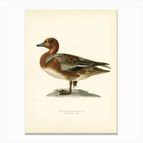 Eurasian Wigeon Male, The Von Wright Brothers Canvas Print