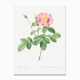 Single Flowered Cabbage Rose, Pierre Joseph Redoute Canvas Print