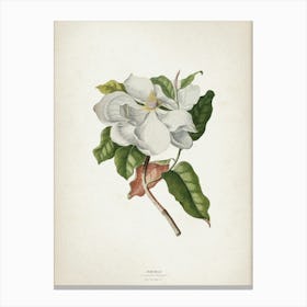 Vintage Ehret 4 Magnolia Maximo Canvas Print