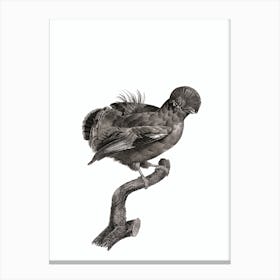 Vintage Guianan Cock Of The Rock Male Bird Illustration on Pure White Canvas Print