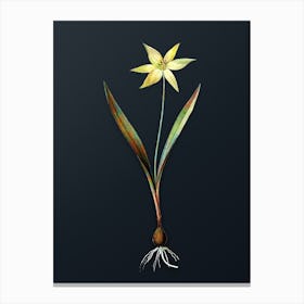 Vintage Tulipa Celsiana Botanical Watercolor Illustration on Dark Teal Blue n.0969 Canvas Print