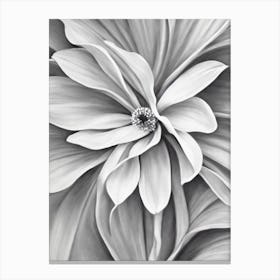 Statice B&W Pencil 3 Flower Canvas Print