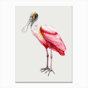 Spoonbill Canvas Print