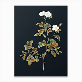 Vintage White Sweetbriar Rose Botanical Watercolor Illustration on Dark Teal Blue n.0154 Canvas Print