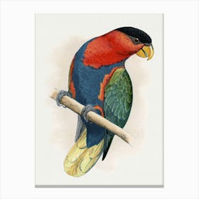 Lorikeet 1 Canvas Print