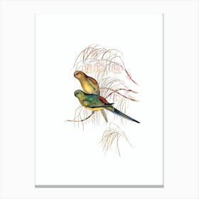 Vintage Red Backed Parakeet Parrot Bird Illustration on Pure White n.0260 Canvas Print