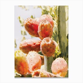 Prickly Pear Fruit Canvas Print