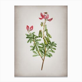 Vintage Restharrows Botanical on Parchment Canvas Print