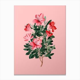 Vintage Brick Red Chinese Azalea Flower Botanical on Soft Pink n.0862 Canvas Print