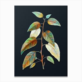 Vintage Balsam Poplar Leaves Botanical Watercolor Illustration on Dark Teal Blue n.0538 Canvas Print