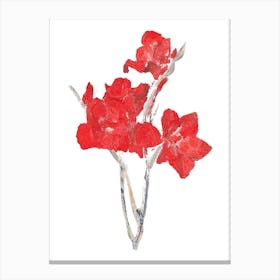 Ed Gladioli Sticker, Flower Illustration 1 Canvas Print