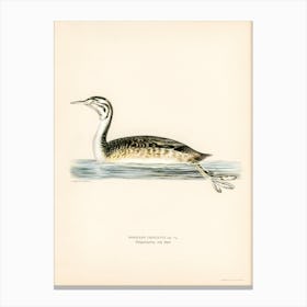 Podiceps Cristatus, The Von Wright Brothers Canvas Print