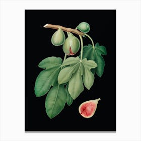 Vintage Fig Botanical Illustration on Solid Black n.0696 Canvas Print
