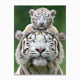 White Tiger Cub Canvas Print