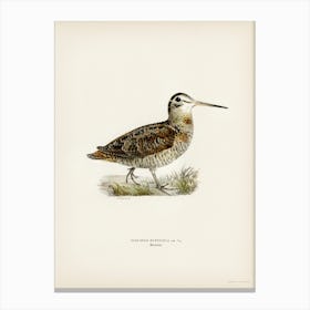 Eurasian Woodcock, The Von Wright Brothers Canvas Print