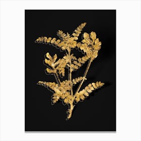 Vintage Calophaca Wolgarica Botanical in Gold on Black Canvas Print