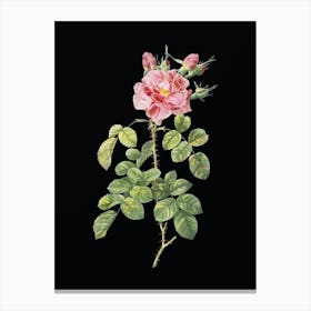 Vintage Four Seasons Rose in Bloom Botanical Illustration on Solid Black n.0788 Canvas Print