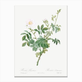 White Downy Rose, Pierre Joseph Redoute Canvas Print
