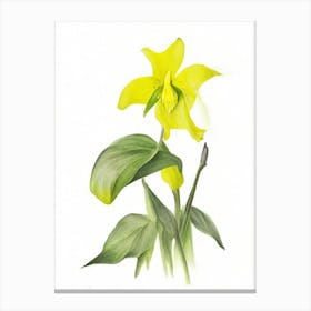 Yellow Trillium Wildflower Watercolour Canvas Print
