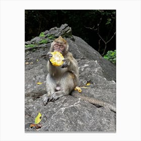 Monkey Eating corn 🌽 Canvas Print